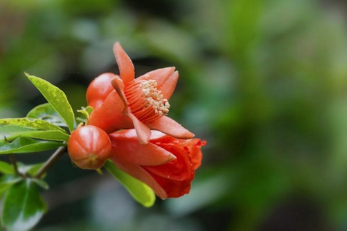 石榴花图片，石榴花高清图片大全