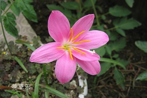 会预测下雨的韭莲花图片大全，韭莲高清图片大