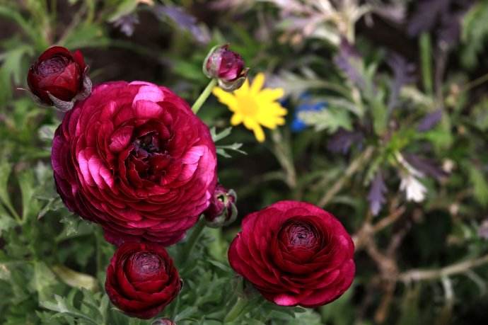 6月13日生日花：花毛茛花语及花毛莨的文化内涵